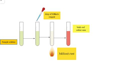 millon's test for protein|Millon’s Test: Qualitative Identification of Proteins.